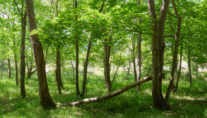 fresh forest colors in spring