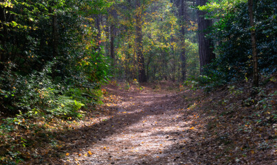 Obraz premium path in the autumn forest