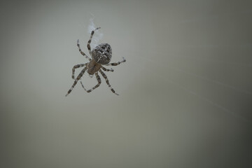 Cross spider crawling on a spider thread. Halloween fright. A useful hunter among