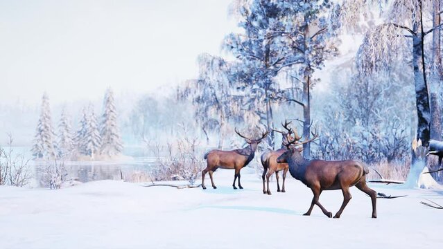 Winter Nature Red Deer buck Iced Lake Environement 3D Renderings Animations CGI 4K