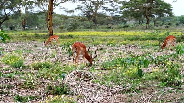 A young bachelor herd of very relaxed Impala graze on grass on a plain in Kenya