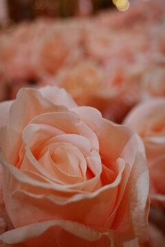 roses flower red champane pink close up