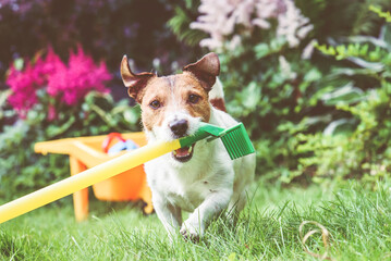 Dog rakes grass in garden. Seasonal garden clean up humorous concept