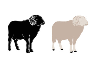 Sheep standing. Line art and solid vector illustration of sheep, hand drawn sheep.