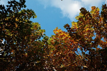 Fototapeta na wymiar autumn fall trees maple sky landscape colorful