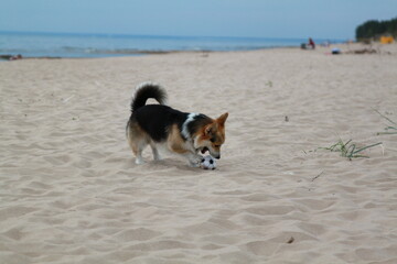 Black welsh corgi playing with a ball on the sea beach