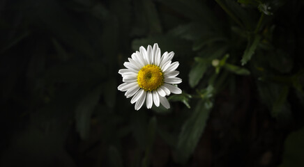A beautiful flower called a daisy (bellis perennis) © Marco Sete