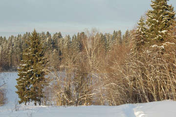 Bushes and trees covered with snow in winter season	