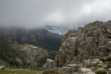 Fototapeta na wymiar cabras en la montaña