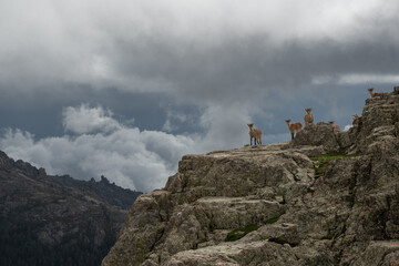 cabras montesas en las montañas