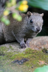 Naklejka na ściany i meble squirrel in a forest