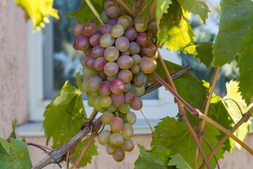 Cluster of pink grapes on a vine on blurred background