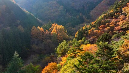 autumn forest in the mountains, aerial view of mountain valley with colourful autumn woods, peaceful seasonal landscape
