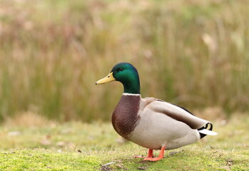 Naklejka na ściany i meble Mallard, wild duck male, colorful bird posing on meadow