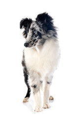 Shetland Sheepdog in studio