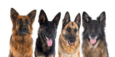 german shepherds in studio