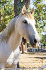 Portrait of a white horse on a farm