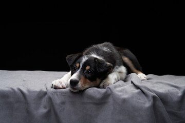 funny border collie puppy. The dog is lies, relax on black - obrazy, fototapety, plakaty