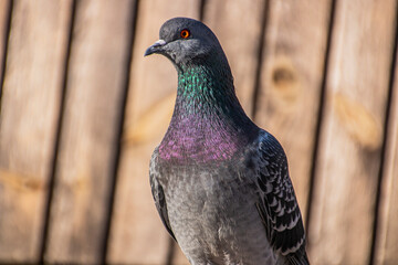 A beautiful rock dove stands against the background of wooden boards