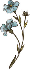 Blue Flower Botanical Illustration Transparent PNG