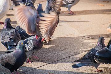 A beautiful pigeon takes off next to other pigeons