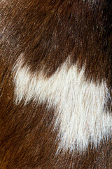 Brown with white spots fur close up