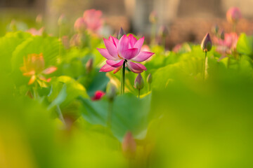 beautiful white lotus in the lake and lotus pure white lotus Pink lotus banners, oriental floral background with pink lotus flowers