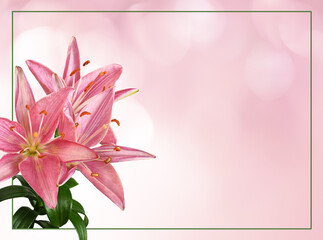 Coral lily flowers in a corner and green frame on pink soft bokeh background