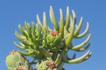 Obraz premium red cactus flower