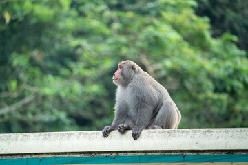 Formosan macaque, Formosan rock monkey also named Taiwanese macaque in the wild.