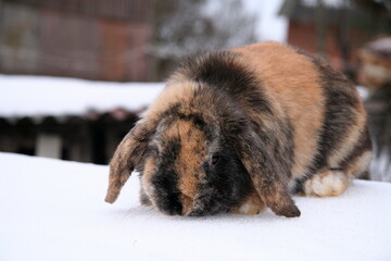 Different domestic rabbits on the farm, in winter time, on the snow