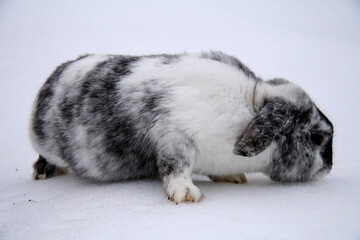 Different domestic rabbits on the farm, in winter time, on the snow