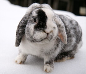Different domestic rabbits on the farm, in winter time, on the snow