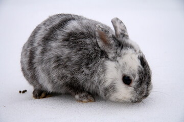 Different domestic rabbits on the farm, in winter time, on the snow