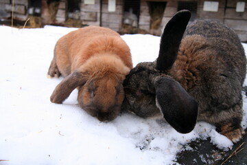 Different domestic rabbits on the farm, in winter time, on the snow