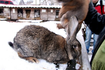Different domestic rabbits on the farm, in winter time, on the snow