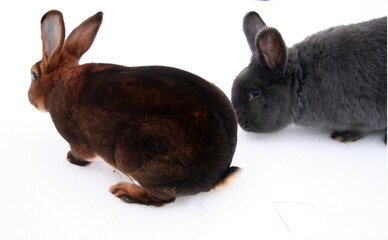 Different domestic rabbits on the farm, in winter time, on the snow