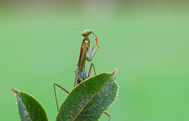 Macro photography of a praying mantis (Mantis religiosa) grooming with natural green background. Funny portrait of a wild green mantis looking like its thinking while standing on leaves.