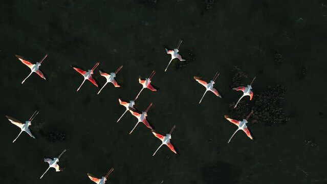 A flock of pink flamingos is starting to fly on shallow lagoon water surface with wings and legs moving. Aerial drone exotic vibrant bird group herd aesthetic tracking shot from above in slow motion.