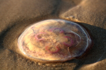 Jellyfish on the sand on Baltic beach in October. Selective focus