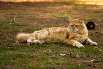 Cute yellow chubby cat lying on the grass, beautiful cute cat