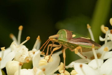 A Green Bed Bug perched on green flowers.
