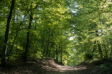 Hêtre commun, Fagus sylvatica,, Forêt de Fontainebleau, Région Ile De France, Seine Et Marne, 77, France