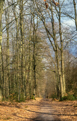Hêtre commun, Fagus sylvatica,, Forêt de Fontainebleau, Région Ile De France, Seine Et Marne, 77, France