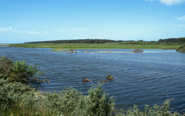 Parc du Marquenterre, Réserve naturelle de la Baie de Somme, Picardie, Somme, 80, France