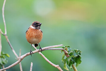 Beautiful and colorful male stonechat (Saxicola rubicola) standing on a branch. Bird hunting worms. Stunning exotic bird background with vibrant orange colors. Spain, Europe.