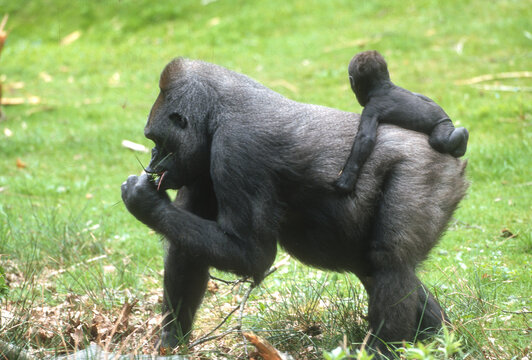 Gorille des plaines, Gorilla gorilla gorilla