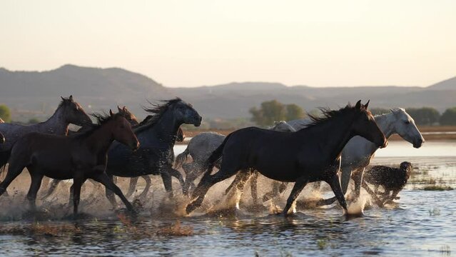 Wild Horses running in the water slow motion.