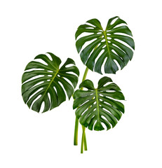 Monstera leaves isolated on transparent background. (.PNG) - obrazy, fototapety, plakaty