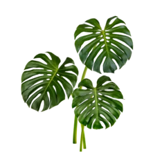 Monstera-Blätter isoliert auf transparentem Hintergrund. (.PNG) © sathit